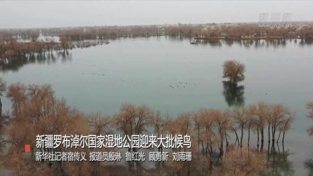 新疆罗布淖尔国家湿地公园迎来大批候鸟