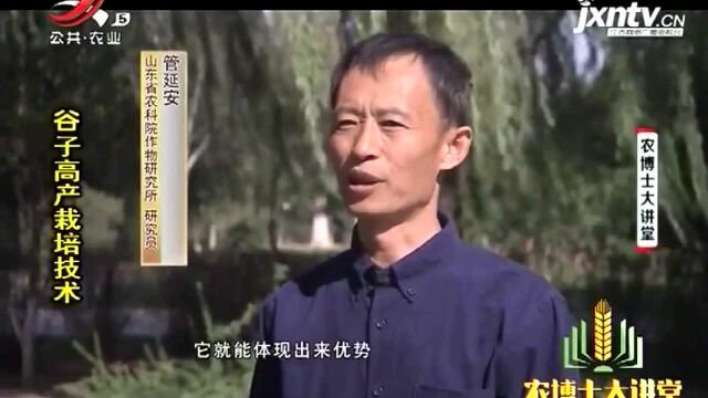 春播谷子生育期长,4月中下旬到5月上旬播种,9月中旬收获