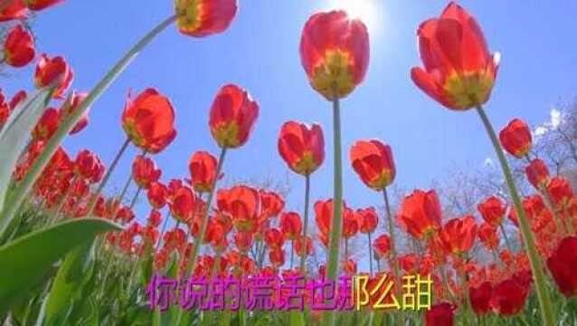 《心太软》《路边的野花不要采》《心甘情愿》《一千个伤心的理由》《一生爱你千百回》