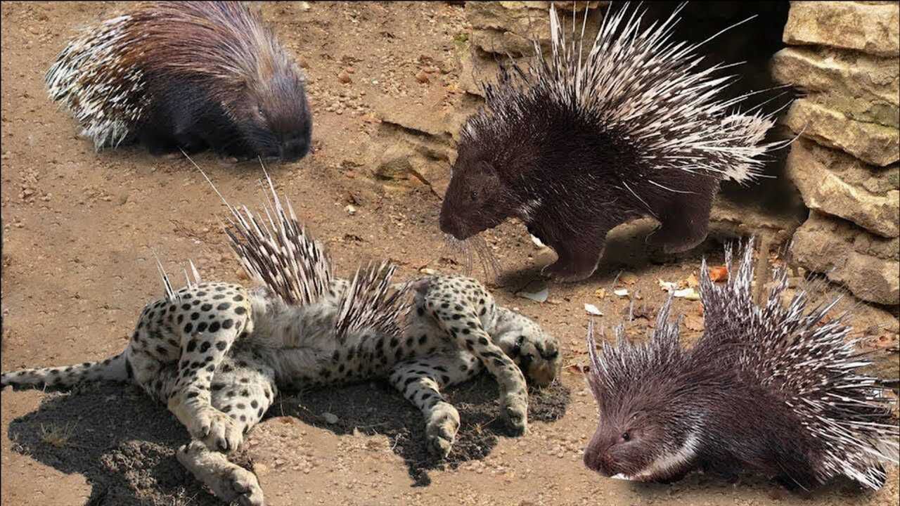 南美洲顶级猎食者,却栽豪猪在手里,美洲豹:我可能"豹废"了!_腾讯视频