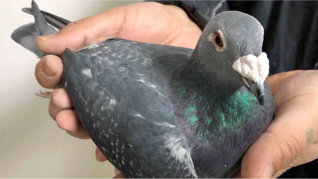 赛鸽鼻型遗传因素你了解多少知识分享_腾讯视频