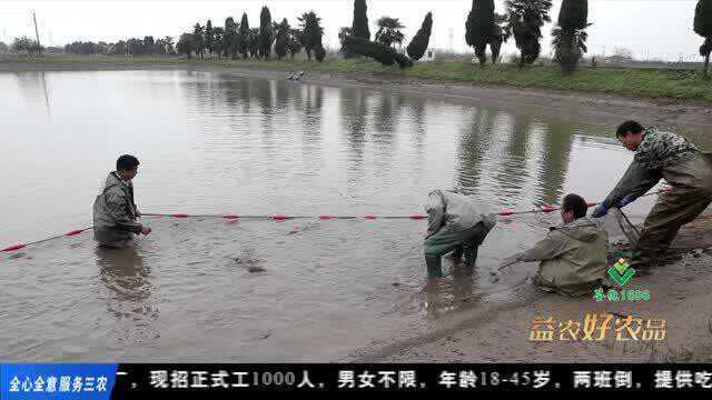 荆楚益农|鄂州产无公害武昌鱼 俏销市场卖价高