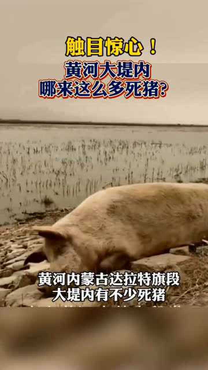 热点速看触目惊心黄河大堤内哪来这么多死猪当地老百姓急切地想知道