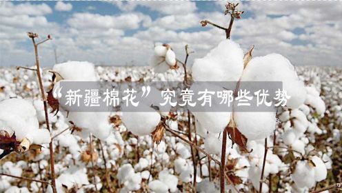 “新疆棉花”近期屡被提起，那么“新疆棉花”究竟有哪些优势？