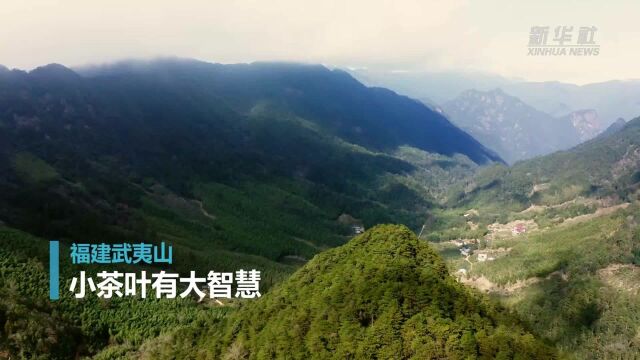 福建武夷山:小茶叶有大智慧