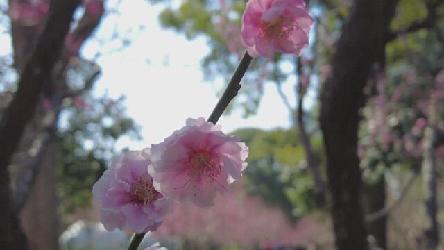 “陌上花开” 静安雕塑公园寻“800年前我的城”