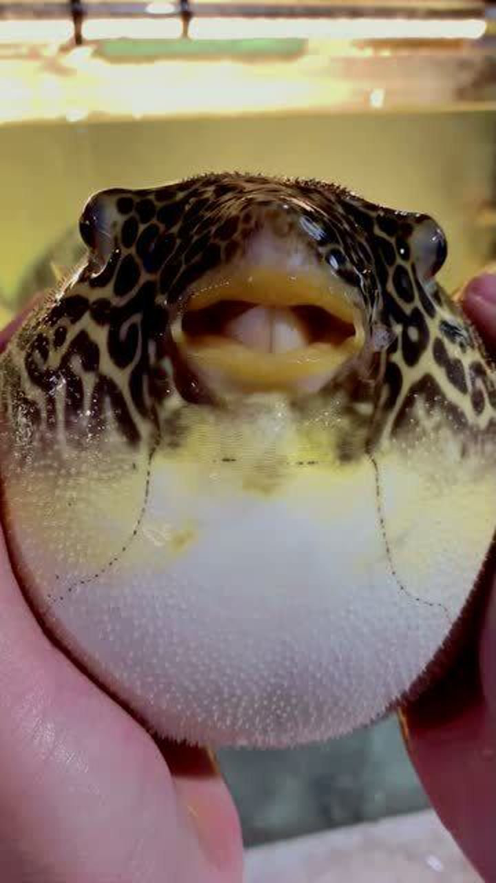 这么可爱的河豚 它怎么会有毒呢?