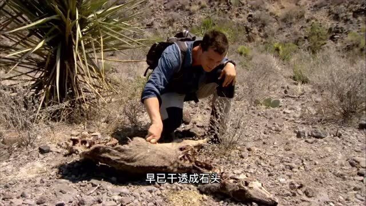 荒野求生136贝爷在沙漠找到一头晒成干石头的鹿抱起就想啃两口