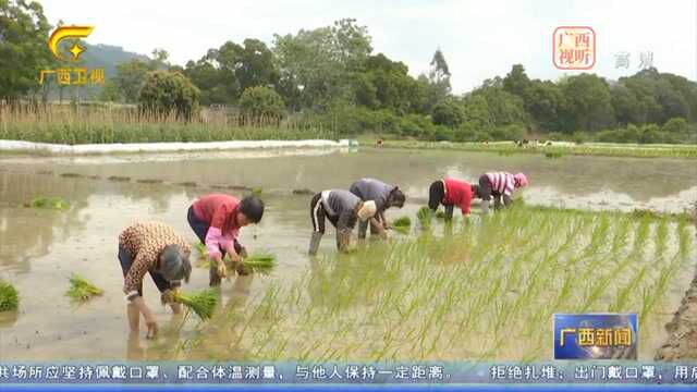 广西:各地护航春耕生产 确保播下放心种