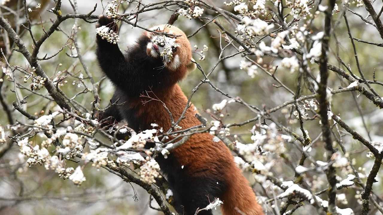 喇叭河的小熊貓