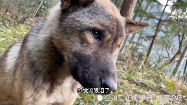 湖南深山老鹰吃鸡,满地都是毛,狗直接吓傻了