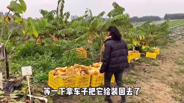 这种300亩释迦果采摘中,鸡都是靠吃它长大的,像极了不要钱