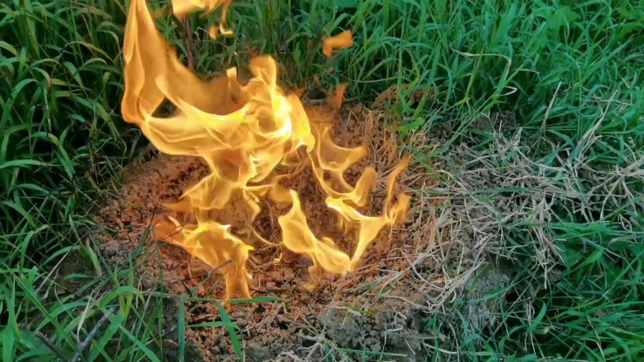 农村一小伙火烧红火蚁,过后蚂蚁尸体密密麻麻_腾讯视频