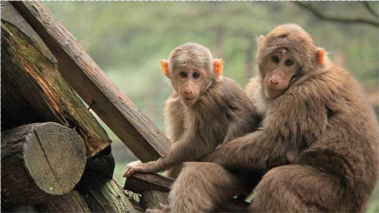一只母猴两只公猴场面非常震动