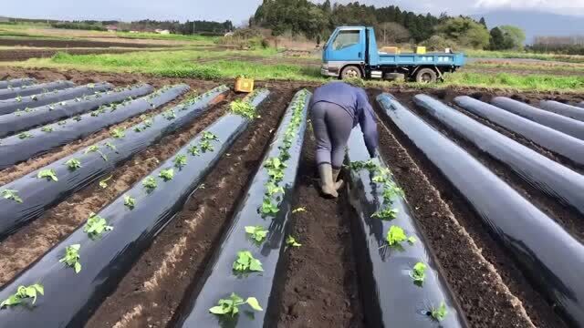 日本地瓜是这样种植方法,每道工序都很省人工,肯定值得我们借鉴