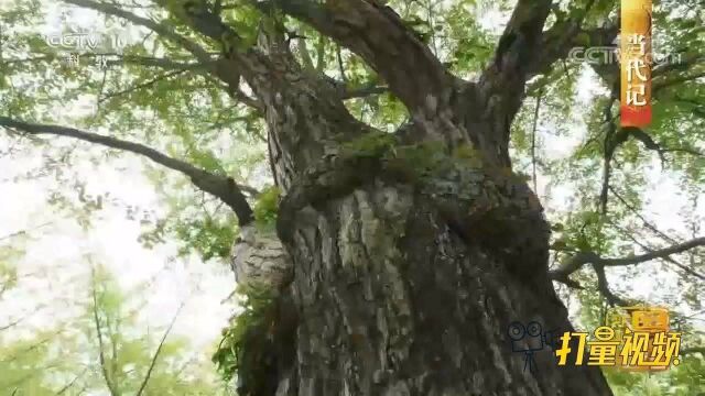 邳州最美公路!银杏树遮天蔽日,自然形成时光隧道