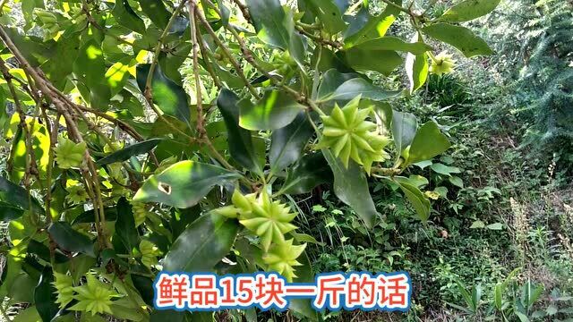 八角又丰收了,一株八角树摘下来的八角子,竟然能卖到七八百块