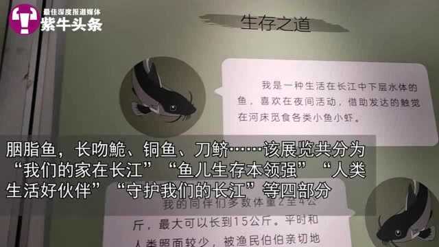 守护生命长江!南京首次举办长江水生生物科普展览