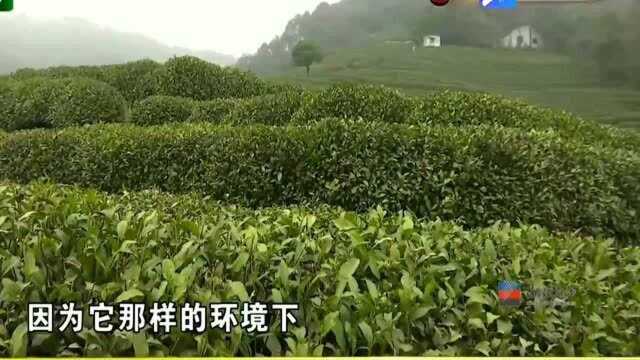 当心上当受骗!热情向导推荐茶叶,杭州警方提示“套路”!