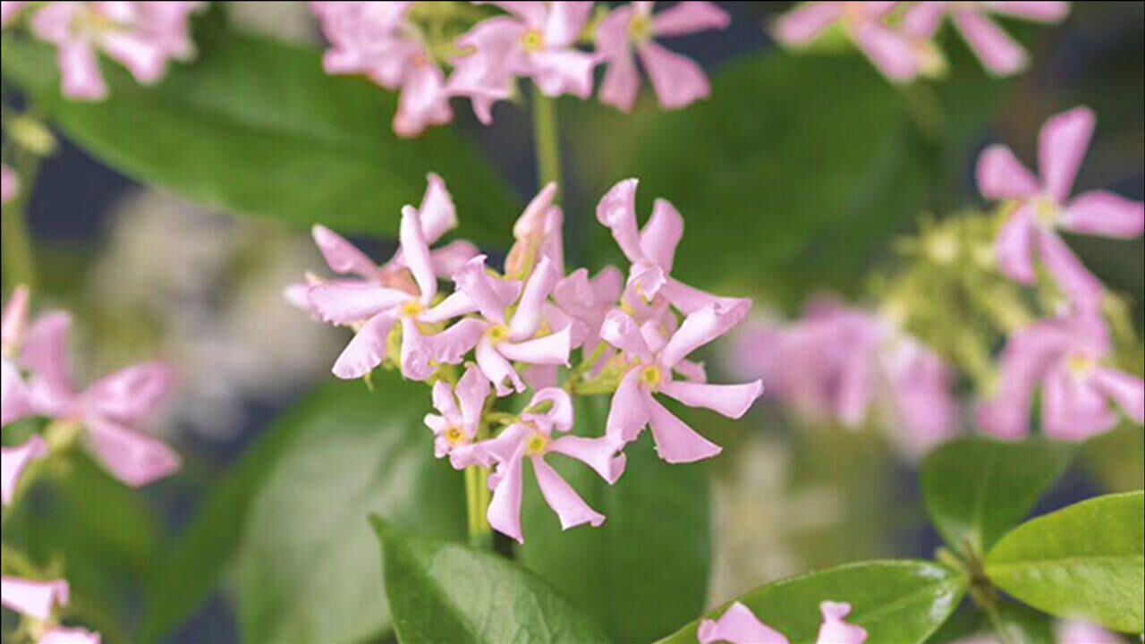 少女心爆棚的粉色风车茉莉你知道和普通风车茉莉有什么区别吗