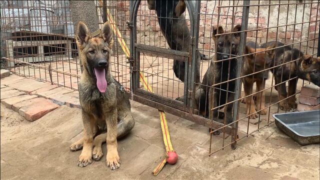 中国的“警犬之星”昆明犬,2个月就表现出超高服从力,让人惊叹