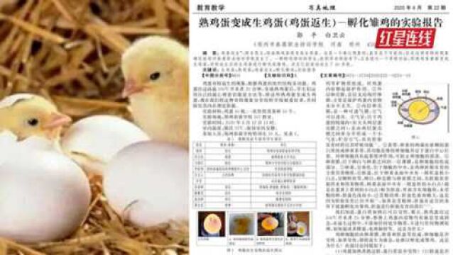 熟蛋返生孵鸡论文第二作者回应:只参与筛选鸡蛋和孵化 不敢保证返生真实性