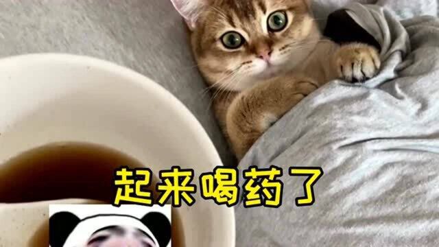 猫咪一脸认真的表情太萌了!