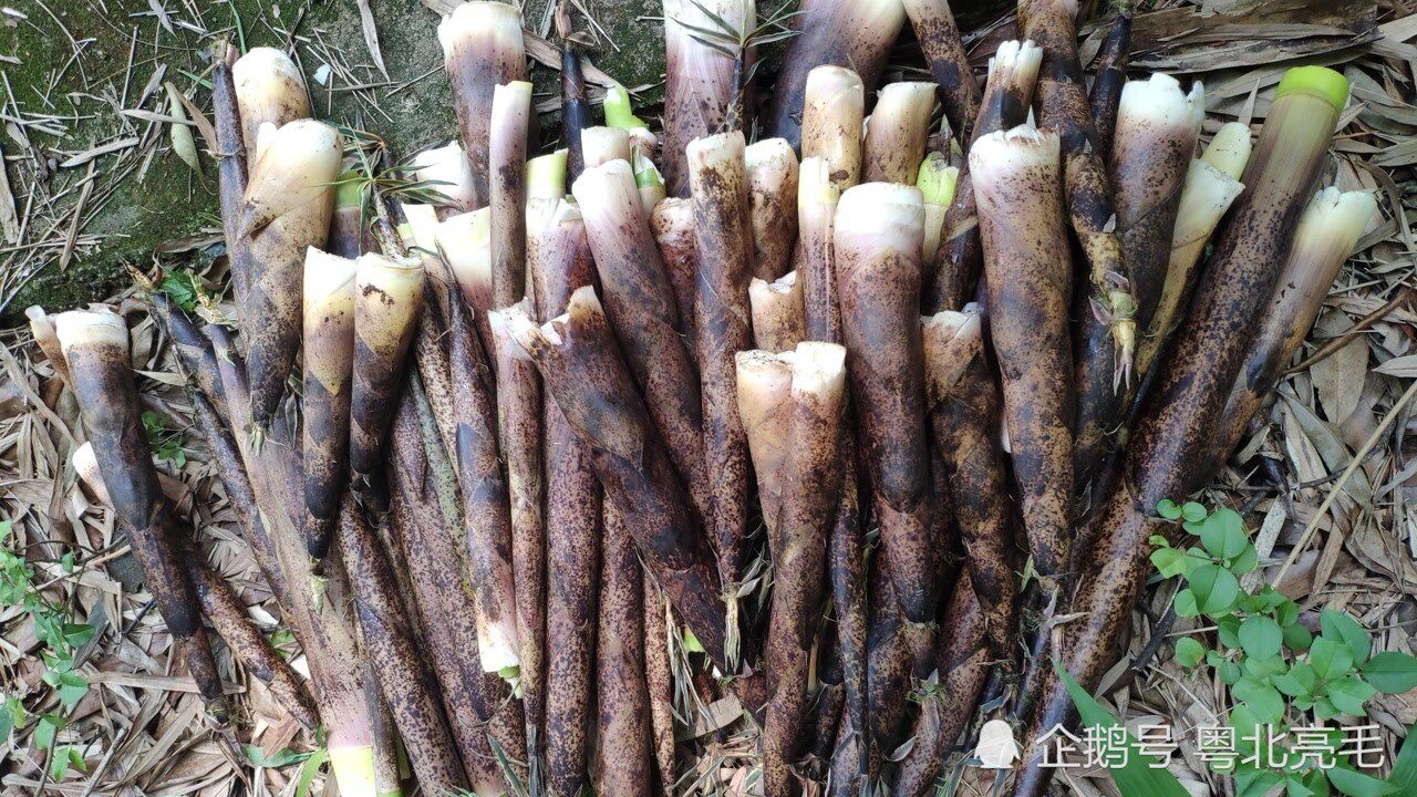 麻竹笋很大条用来炒肉特好吃一点都不涩一会功夫就摘几十斤