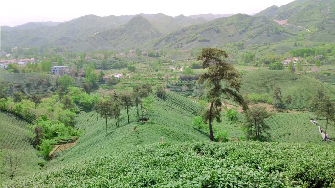 信阳毛尖发源地之一文新茶村