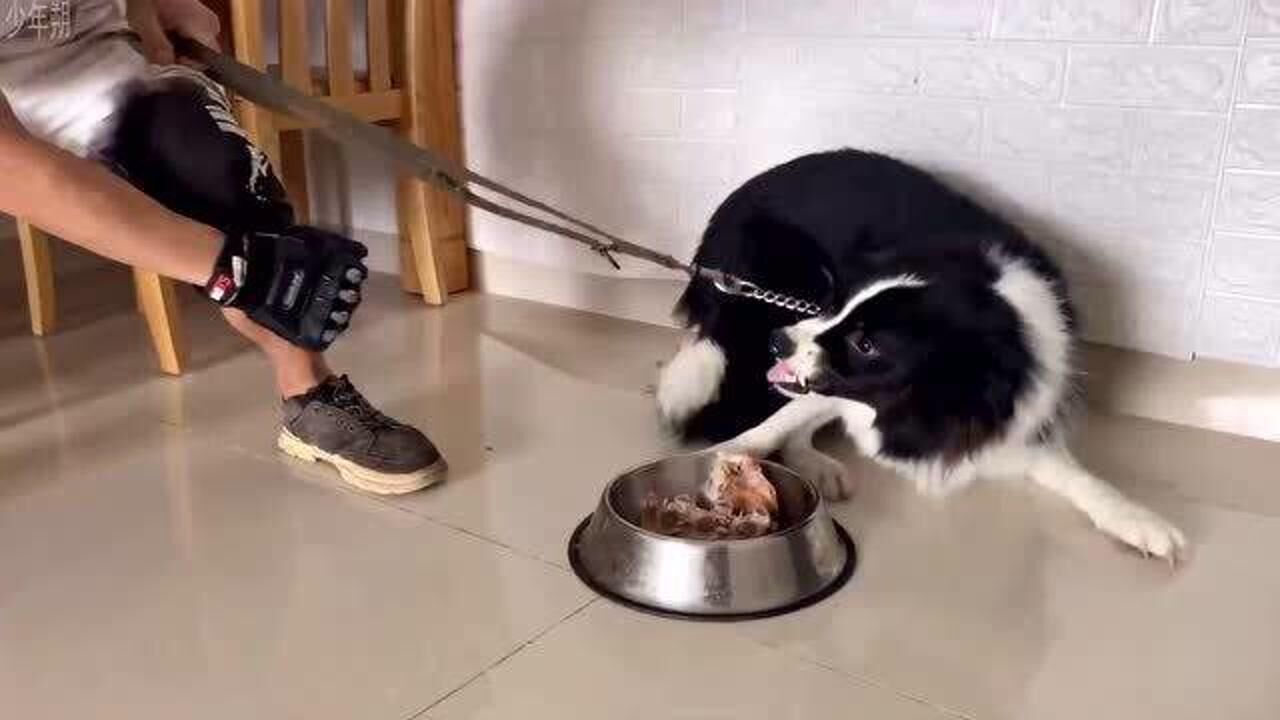 训练护食的狗,胆大心要细!看看效果怎么样?