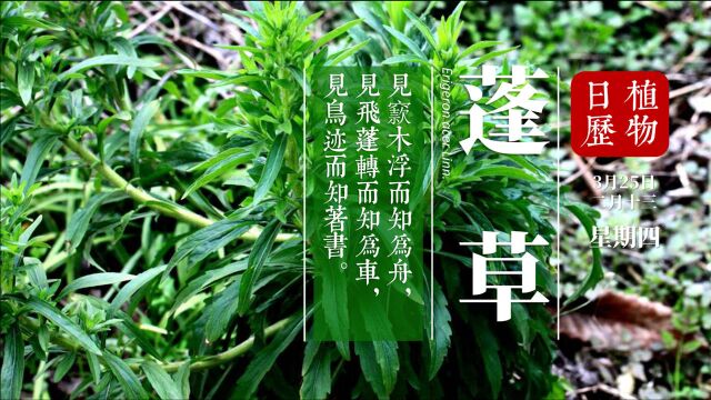 蓬荜生辉、朝气蓬勃 这些蓬都是指蓬草 它居然和车轮关系很深