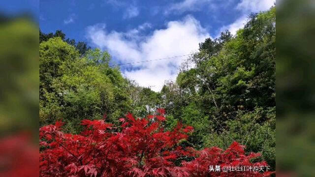 像花儿一样活出美丽