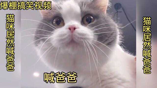 搞笑动物合集,猫咪都会喊爸爸啦,哈哈哈