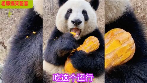 天天吃竹子，今天一吃南瓜，熊猫乐得都说人话了！
