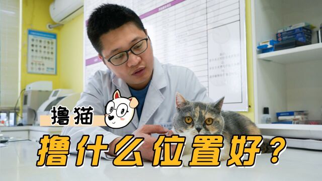 撸猫撸这里,你爽它也爽