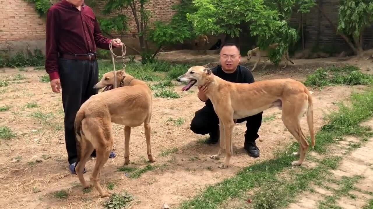 格力犬是公认最快的犬种,这几只种公后代,都算得上是前三甲了