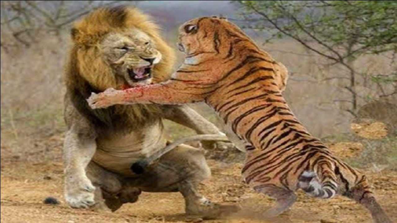巨虎vs残暴狮图片