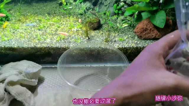 【水族】新买の苹果螺到了!来看看如何!