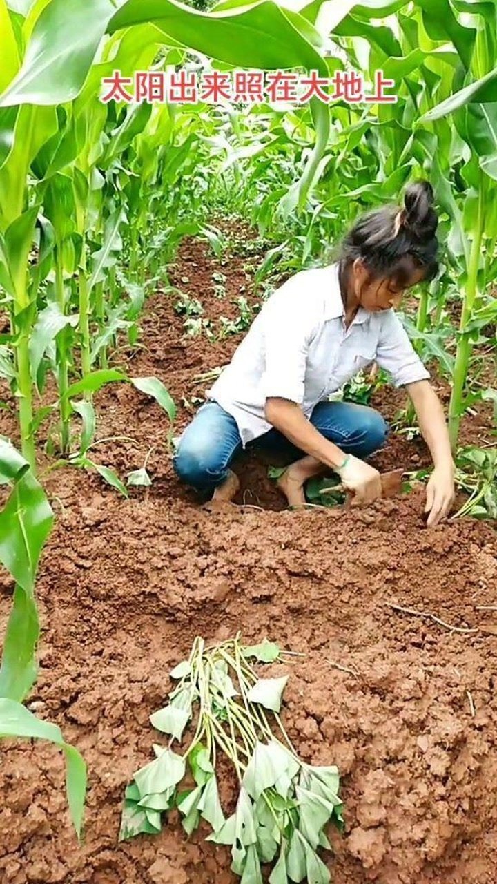 玉米地套种红薯