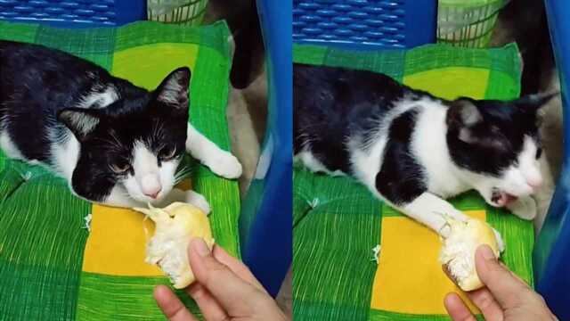 这是什么表情?猫咪见到榴莲当场呕吐,主人一旁笑出鹅叫