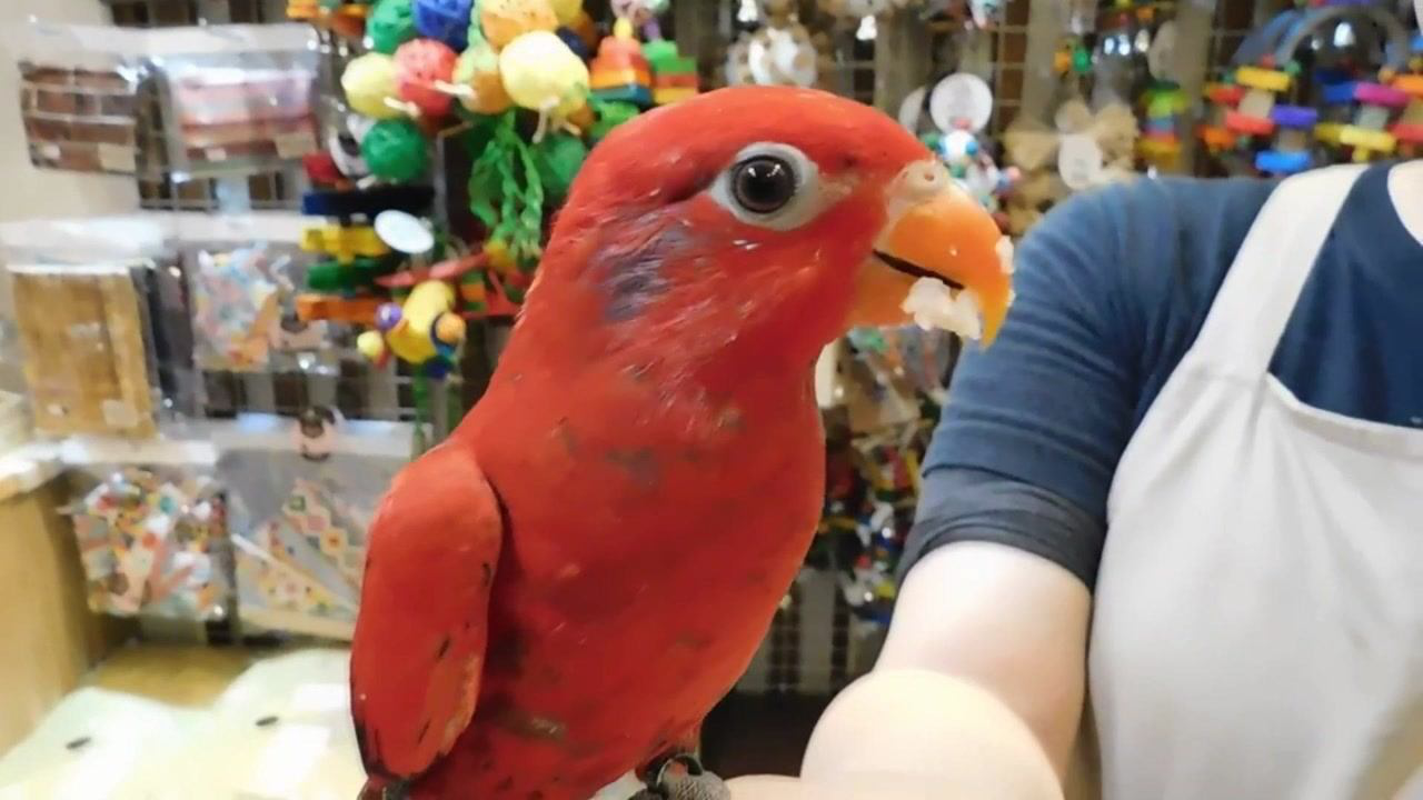 这种鹦鹉去真的第一次见到,全是是红色,真的不知道是什么品种