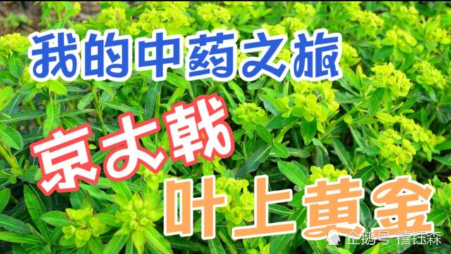 中药材:京大戟,红芽大戟、紫大戟,被誉为“叶上黄金”