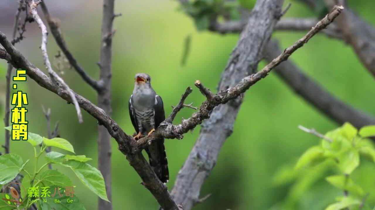 13種杜鵑鳥叫聲四聲杜鵑難得一見叫聲清晰響亮訴說光棍好苦