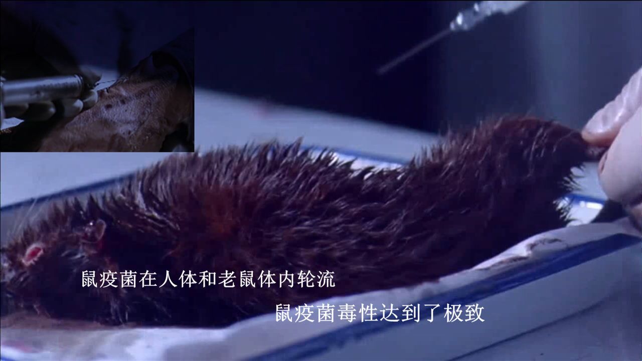 731部队:731部队研制鼠疫细菌,用活人注射不断地加强毒性,其毒性让人