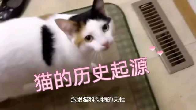 猫的历史起源和驯养方法