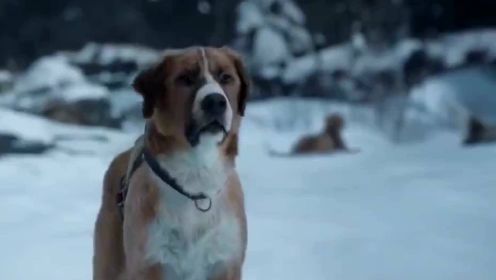 忠犬巴克一只智慧超群的狗，舍身营救落水的主人，看哭了 #电影种草指南短视频大赛#