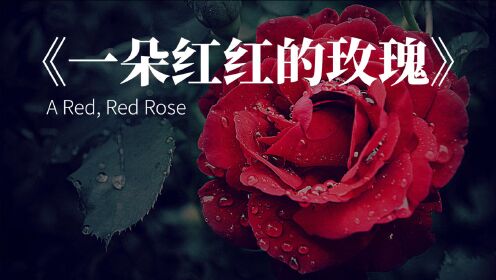 送你一朵红红的玫瑰!