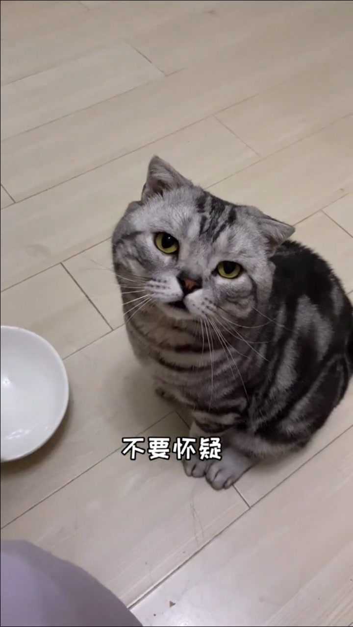 不会只有我家小猫咪是这样的吗不会吧不会吧