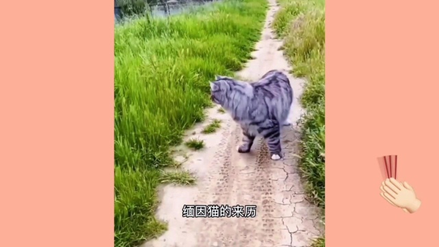 可爱的小猫咪