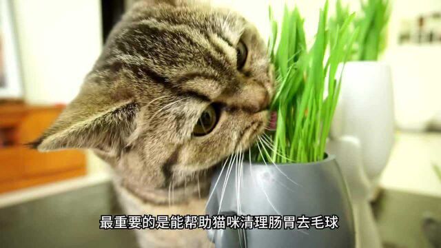 猫咪小知识:猫咪爱咬东西怎么办?